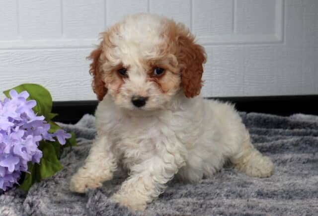 Adorable Cavapoo puppy with a fluffy cream curly coat and apricot ears standing on a soft gray blanket beside light purple flowers, set against a white paneled background. image