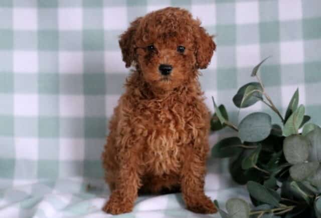 Bean Mini Goldendoodle image