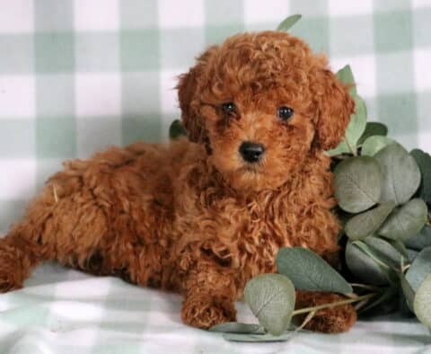 Bean Mini Goldendoodle2