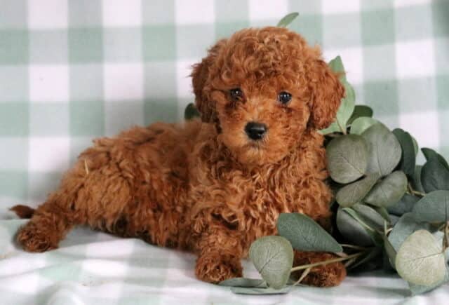 Bean Mini Goldendoodle2 image