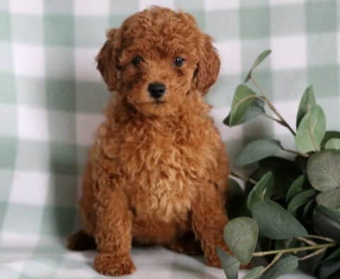 Becca Mini Goldendoodle
