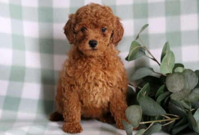 Becca Mini Goldendoodle image