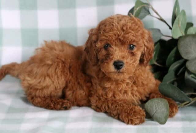 Becca Mini Goldendoodle2 image