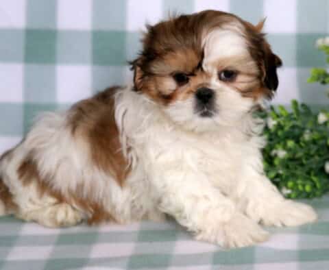 Fluffy Shih Tzu puppy with soft brown and white markings sitting on a green gingham blanket, featuring a split-colored face, silky coat, and round dark eyes with decorative greenery in the background.