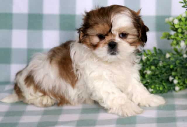 Fluffy Shih Tzu puppy with soft brown and white markings sitting on a green gingham blanket, featuring a split-colored face, silky coat, and round dark eyes with decorative greenery in the background. image