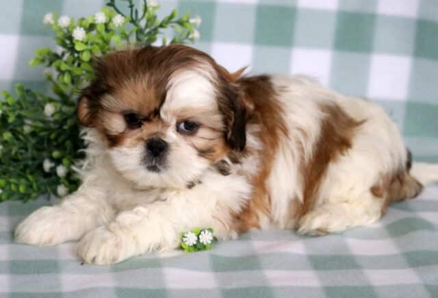 Fluffy Shih Tzu puppy with warm brown and white markings lying on a soft green gingham blanket, featuring a split-colored face, dark round eyes, and a sweet expression with small white flowers and greenery in the background. image