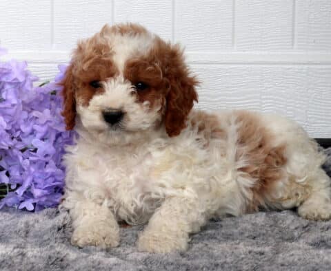 Cavapoo puppy with a fluffy cream and apricot curly coat lying on a soft gray blanket beside light purple flowers, posed in front of a white paneled backdrop.