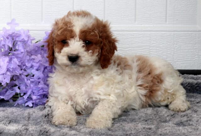 Cavapoo puppy with a fluffy cream and apricot curly coat lying on a soft gray blanket beside light purple flowers, posed in front of a white paneled backdrop. image