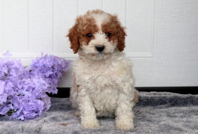 Cavapoo puppy with a fluffy cream curly coat and rich apricot markings on the ears and around the eyes sitting on a gray plush blanket beside light purple flowers, posed against a white paneled background. image