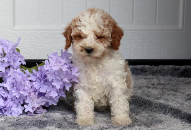 Fluffy Cavapoo puppy with a cream curly coat and apricot ears sitting on a soft gray blanket beside light purple flowers, posed in front of a white paneled backdrop. image