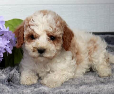 Adorable Cavapoo puppy with a soft cream curly coat and light apricot ears lying on a plush gray blanket beside purple flowers, set against a white paneled background.