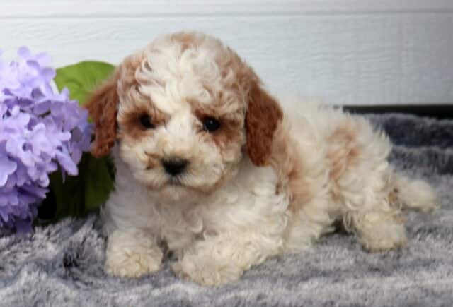Adorable Cavapoo puppy with a soft cream curly coat and light apricot ears lying on a plush gray blanket beside purple flowers, set against a white paneled background. image