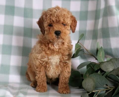 Benny Mini Goldendoodle