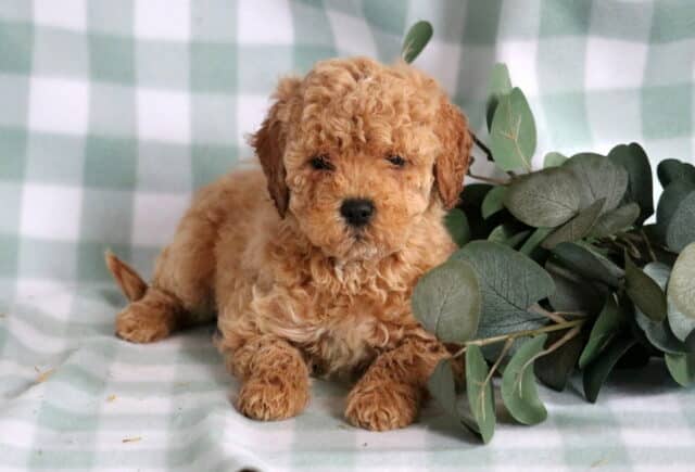 Benny Mini Goldendoodle2 image