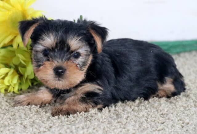 Benson Yorkie2 image