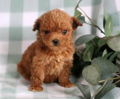 Bentley Mini Goldendoodle