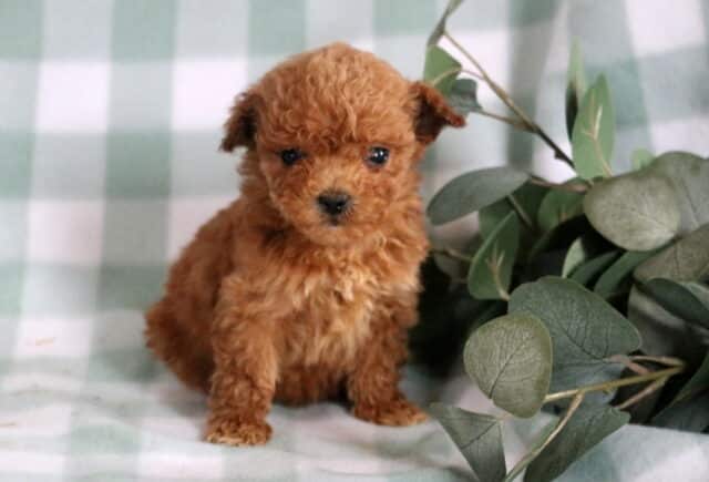 Bentley Mini Goldendoodle image