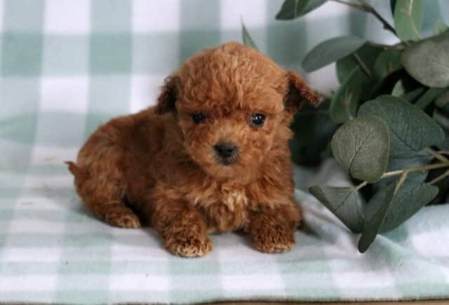 Bentley Mini Goldendoodle2 image