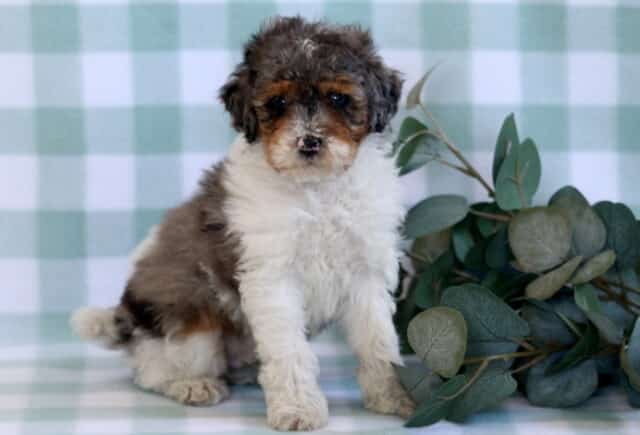 Bentley Mini Poodle image