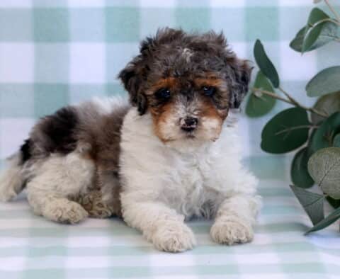 Bentley Mini Poodle2