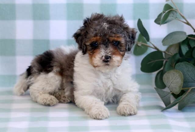 Bentley Mini Poodle2 image