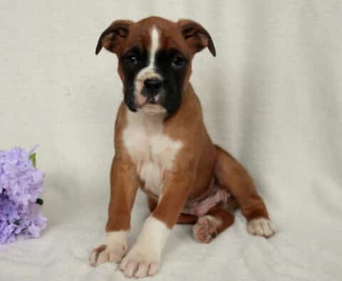 Fawn Boxer puppy with a white blaze and black facial markings sitting on a soft cream backdrop beside purple flowers, white chest and paws visible, looking ahead with a sweet and slightly serious expression.