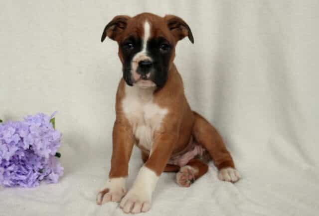 Fawn Boxer puppy with a white blaze and black facial markings sitting on a soft cream backdrop beside purple flowers, white chest and paws visible, looking ahead with a sweet and slightly serious expression. image