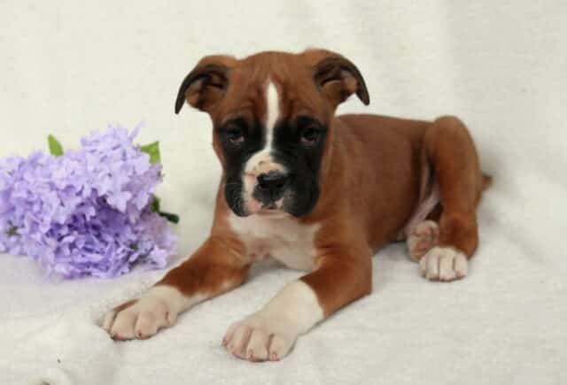 Fawn Boxer puppy with a white blaze and black mask lying on a cream blanket next to purple flowers, white chest and paws visible, looking slightly downward with a calm and gentle expression. image
