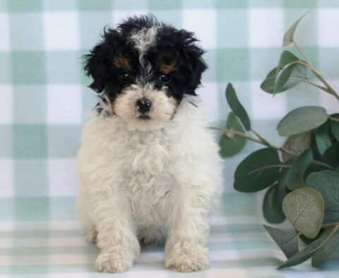 Bingo Mini Poodle