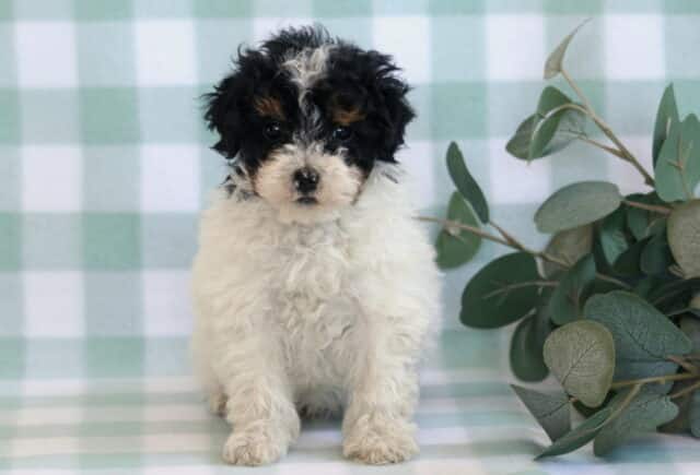 Bingo Mini Poodle image