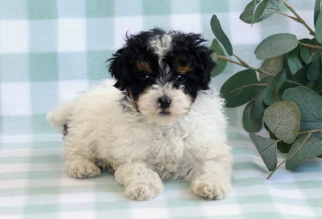 Bingo Mini Poodle2 image