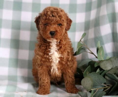 Blake Mini Goldendoodle