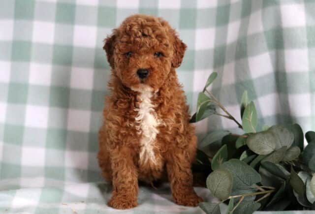Blake Mini Goldendoodle image