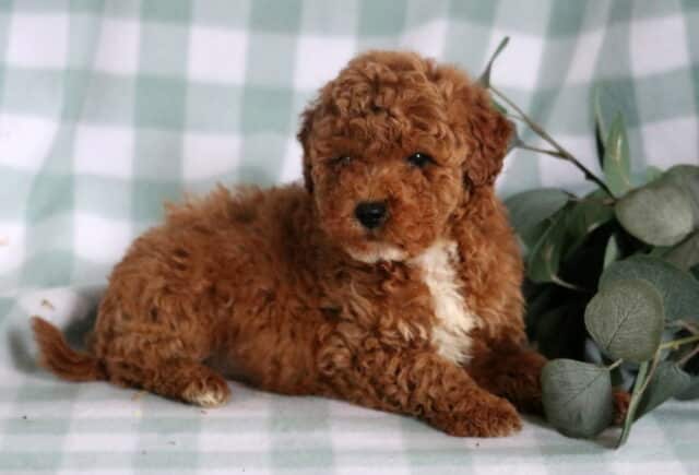 Blake Mini Goldendoodle2 image