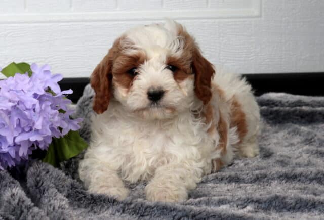Fluffy Cavapoo puppy with a cream curly coat and warm apricot patches lying on a plush gray blanket beside lavender flowers, posed against a white paneled backdrop. image