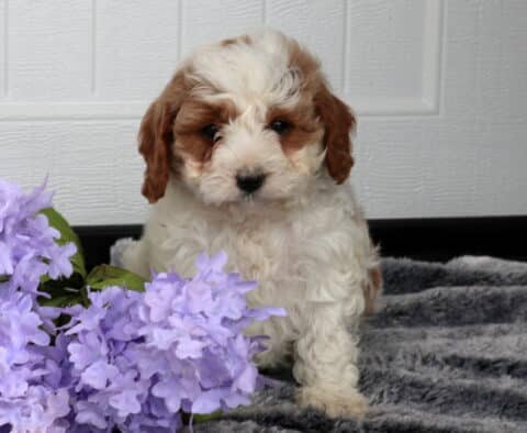 Cavapoo puppy with a fluffy cream coat and apricot markings around the eyes and ears sitting on a soft gray blanket beside clusters of light purple flowers, posed against a white paneled background.