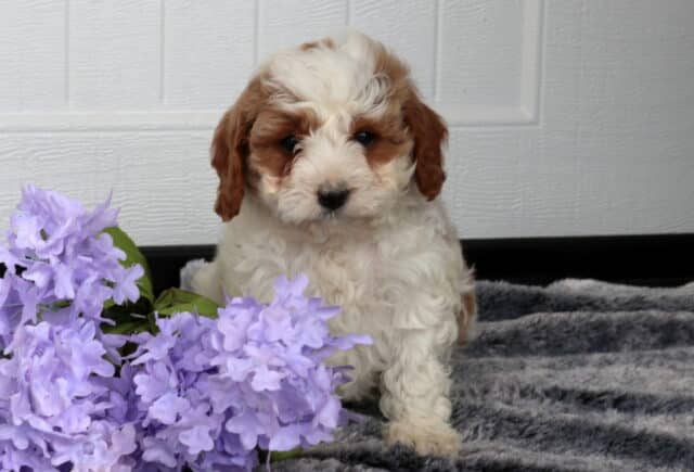 Cavapoo puppy with a fluffy cream coat and apricot markings around the eyes and ears sitting on a soft gray blanket beside clusters of light purple flowers, posed against a white paneled background. image
