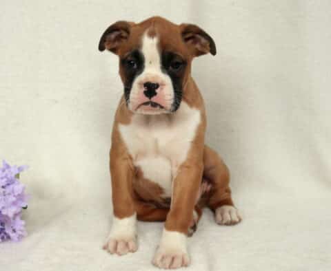 Fawn Boxer puppy with a white blaze and black facial markings sitting on a cream backdrop beside purple flowers, white chest and paws visible, looking forward with a gentle and slightly serious expression.