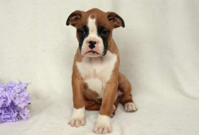 Fawn Boxer puppy with a white blaze and black facial markings sitting on a cream backdrop beside purple flowers, white chest and paws visible, looking forward with a gentle and slightly serious expression. image