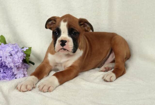 Fawn Boxer puppy with a white blaze and black mask lying on a soft cream blanket next to purple flowers, white chest and paws visible, looking forward with a calm and slightly thoughtful expression. image