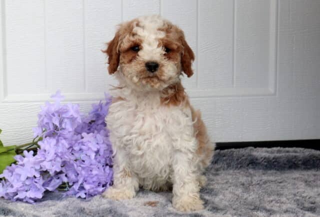 Curly-coated Cavapoo puppy with a cream and apricot coat sitting upright on a soft gray blanket next to a cluster of light purple flowers, posed against a white paneled background. image