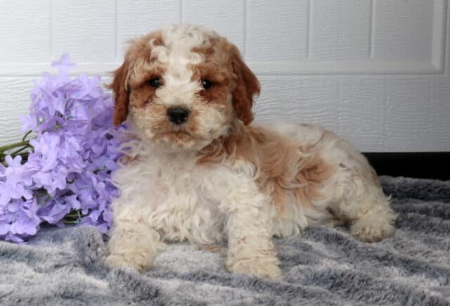 Fluffy Cavapoo puppy with a cream curly coat and soft apricot patches lying on a plush gray blanket beside lavender flowers, posed in front of a white paneled backdrop. image