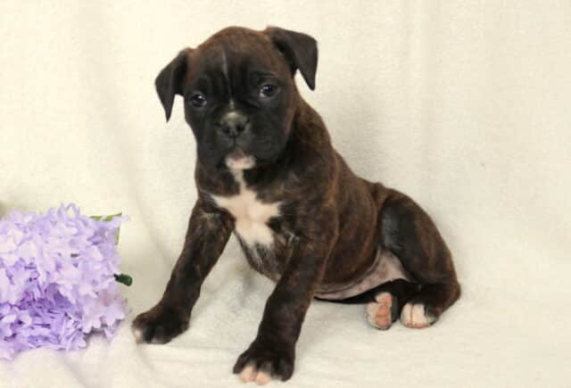 Brindle Boxer puppy sitting on a cream-colored blanket with soft purple flowers to the side, white markings on its chest and chin visible, looking slightly downward with a gentle expression. image