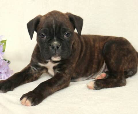 Brindle Boxer puppy lying on a soft cream blanket beside light purple flowers, white patch on chest visible, resting with front paws stretched forward and gazing calmly at the camera.