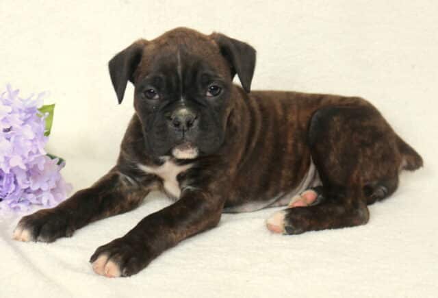 Brindle Boxer puppy lying on a soft cream blanket beside light purple flowers, white patch on chest visible, resting with front paws stretched forward and gazing calmly at the camera. image