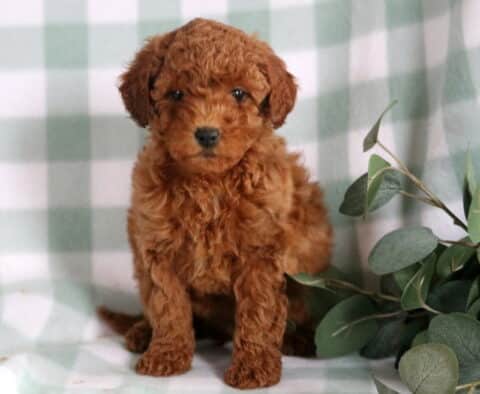 Breeze Mini Goldendoodle