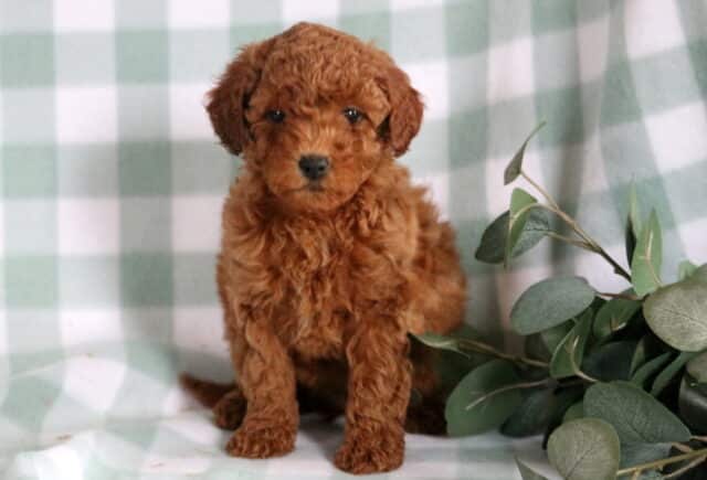 Breeze Mini Goldendoodle image