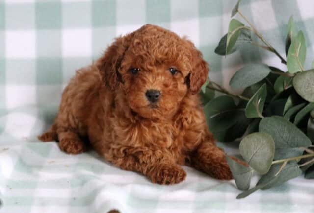 Breeze Mini Goldendoodle2 image