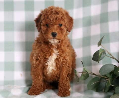 Brittany Mini Goldendoodle