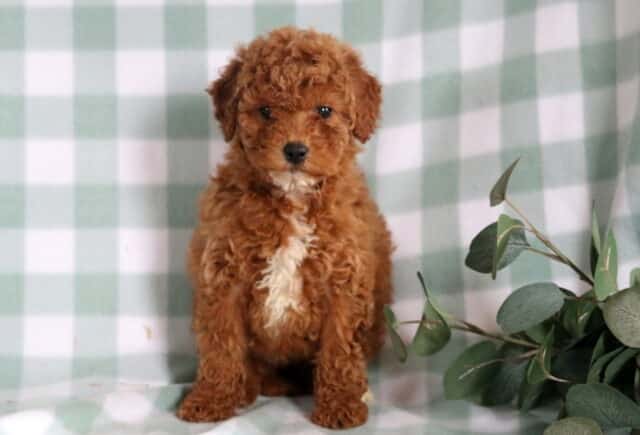 Brittany Mini Goldendoodle image